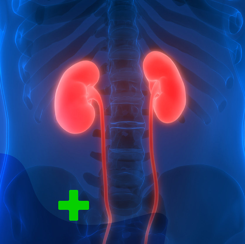 zyropathy-kidney
