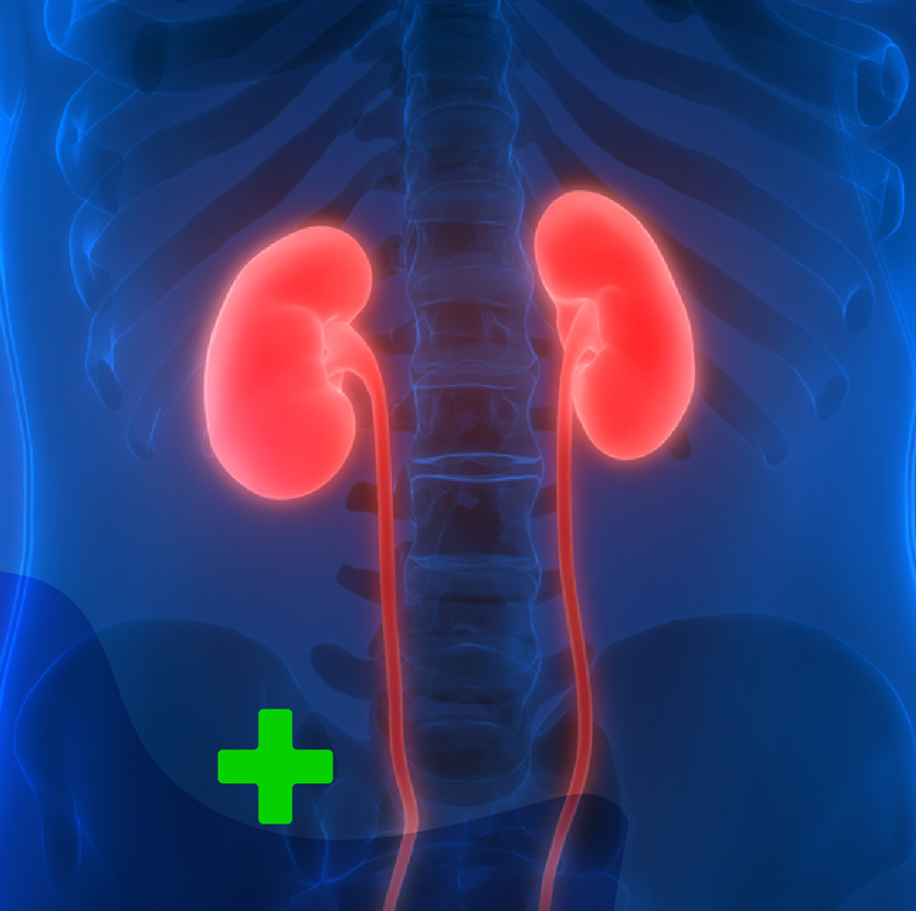 Kidney