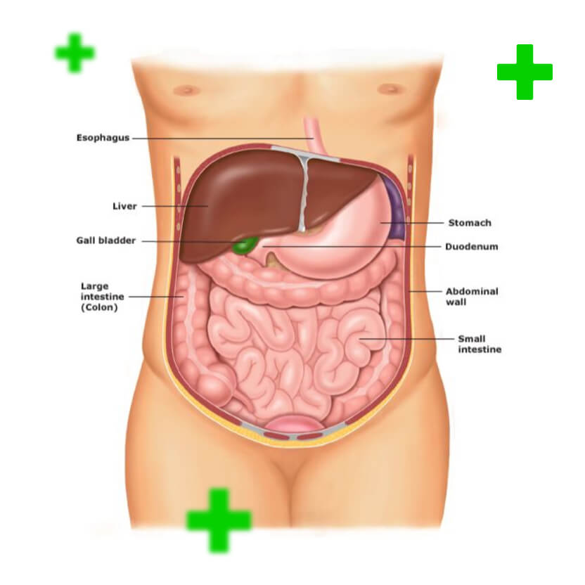 Abdomen