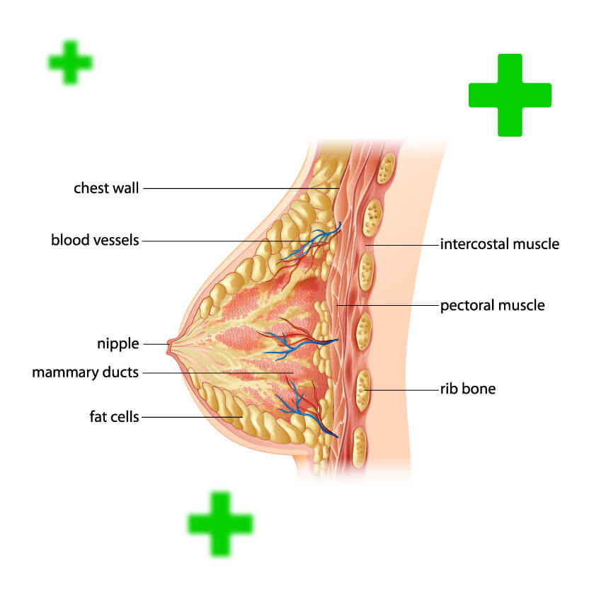 Breasts  Zyropathy Modern Ayurveda