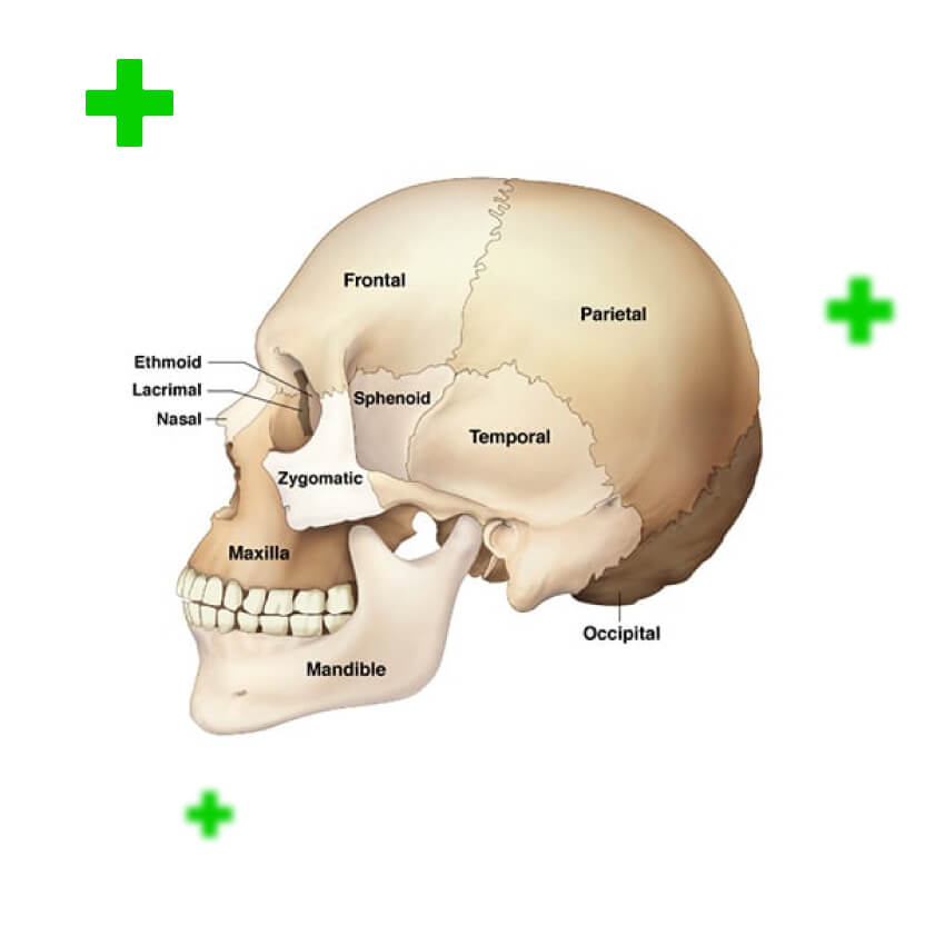 cranium