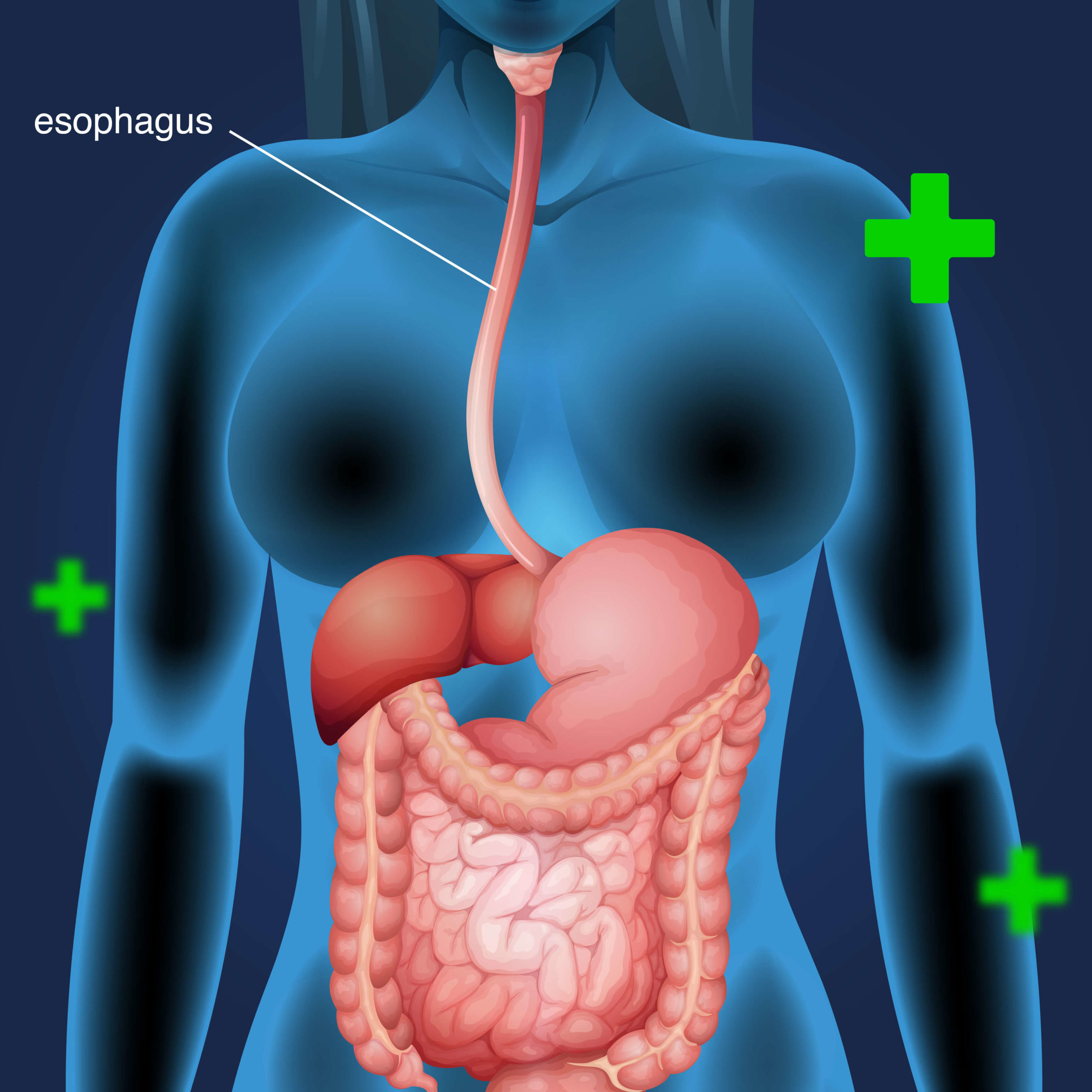 esophagus