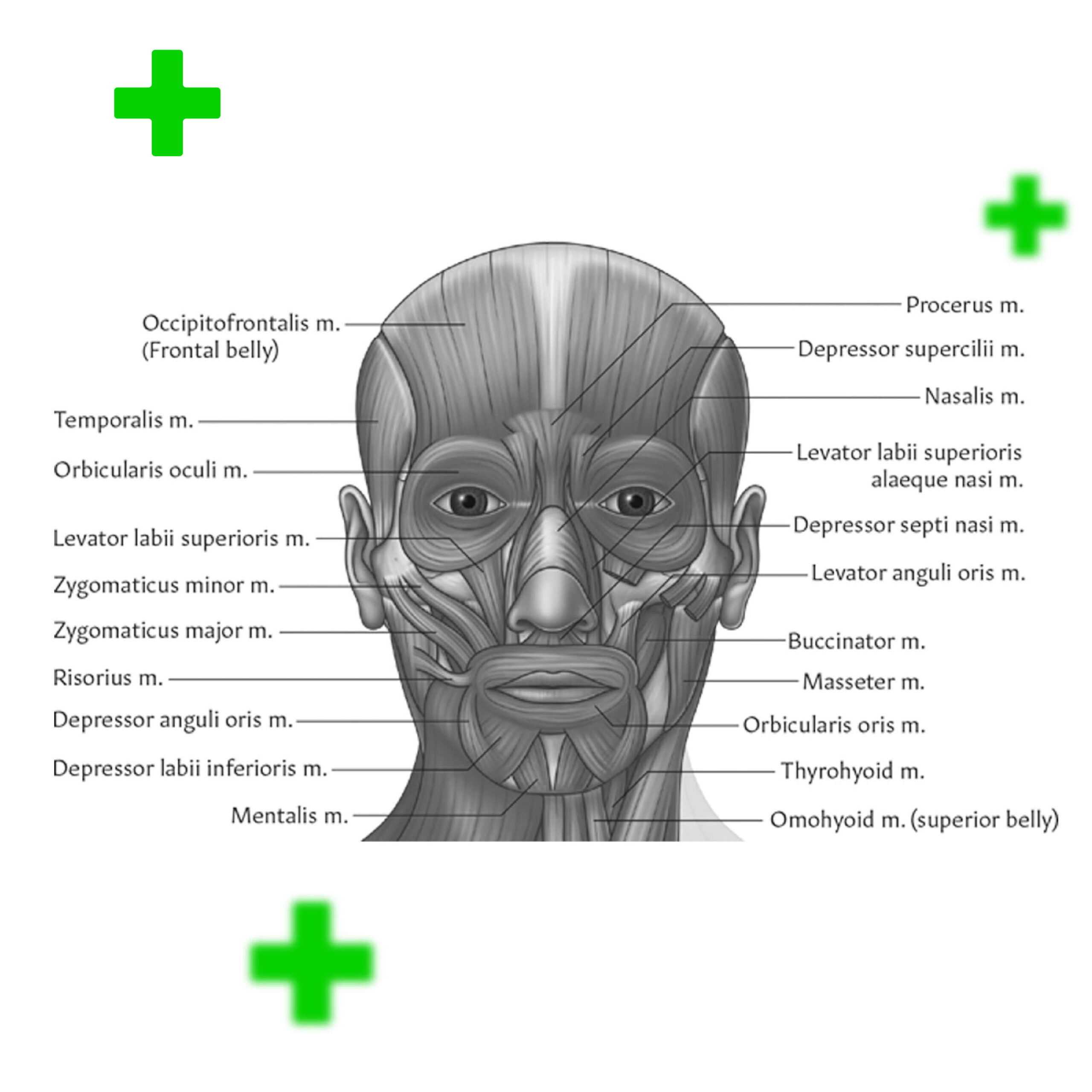 facial-muscle