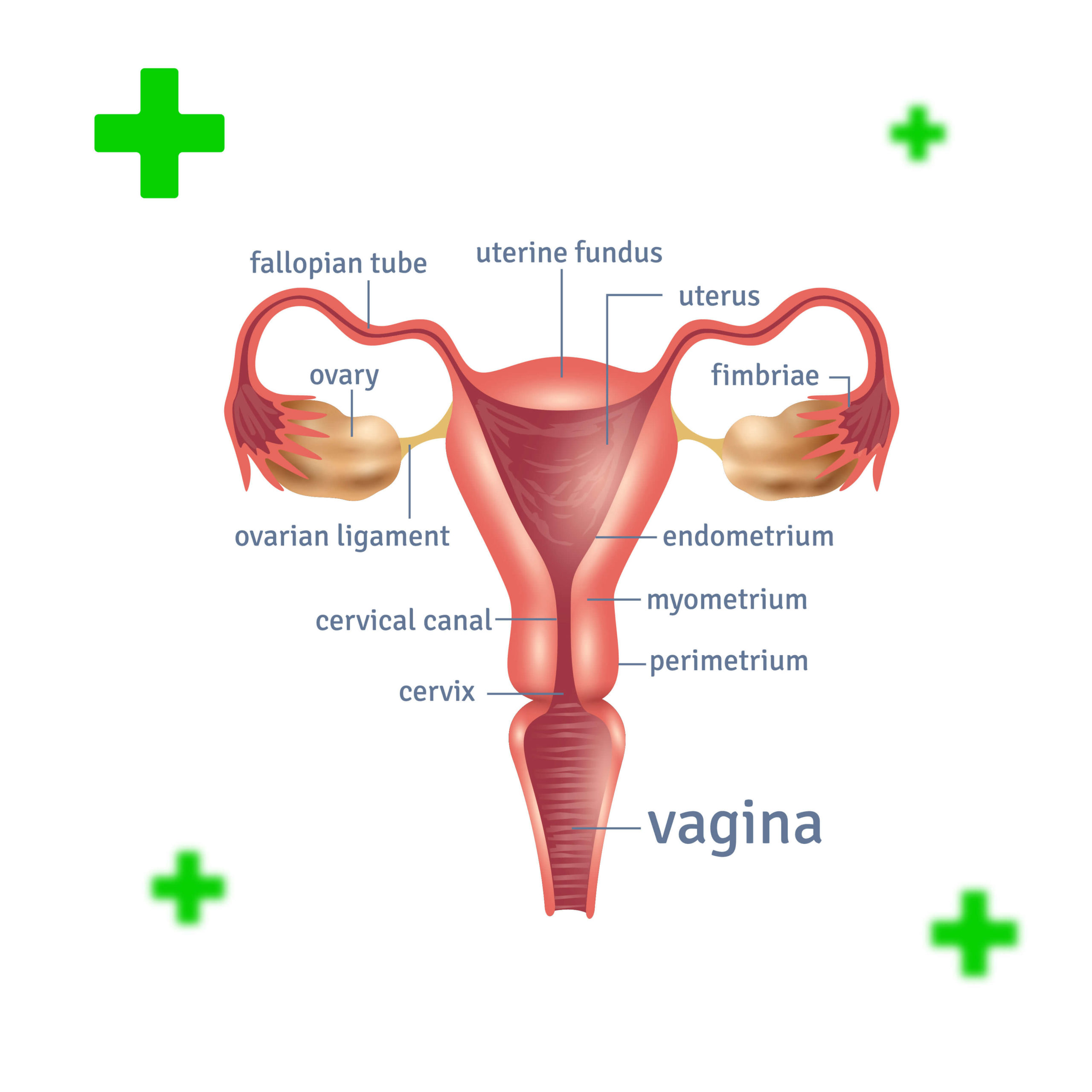 The Vaginal Introitus: Anatomy, Health Conditions, and Care