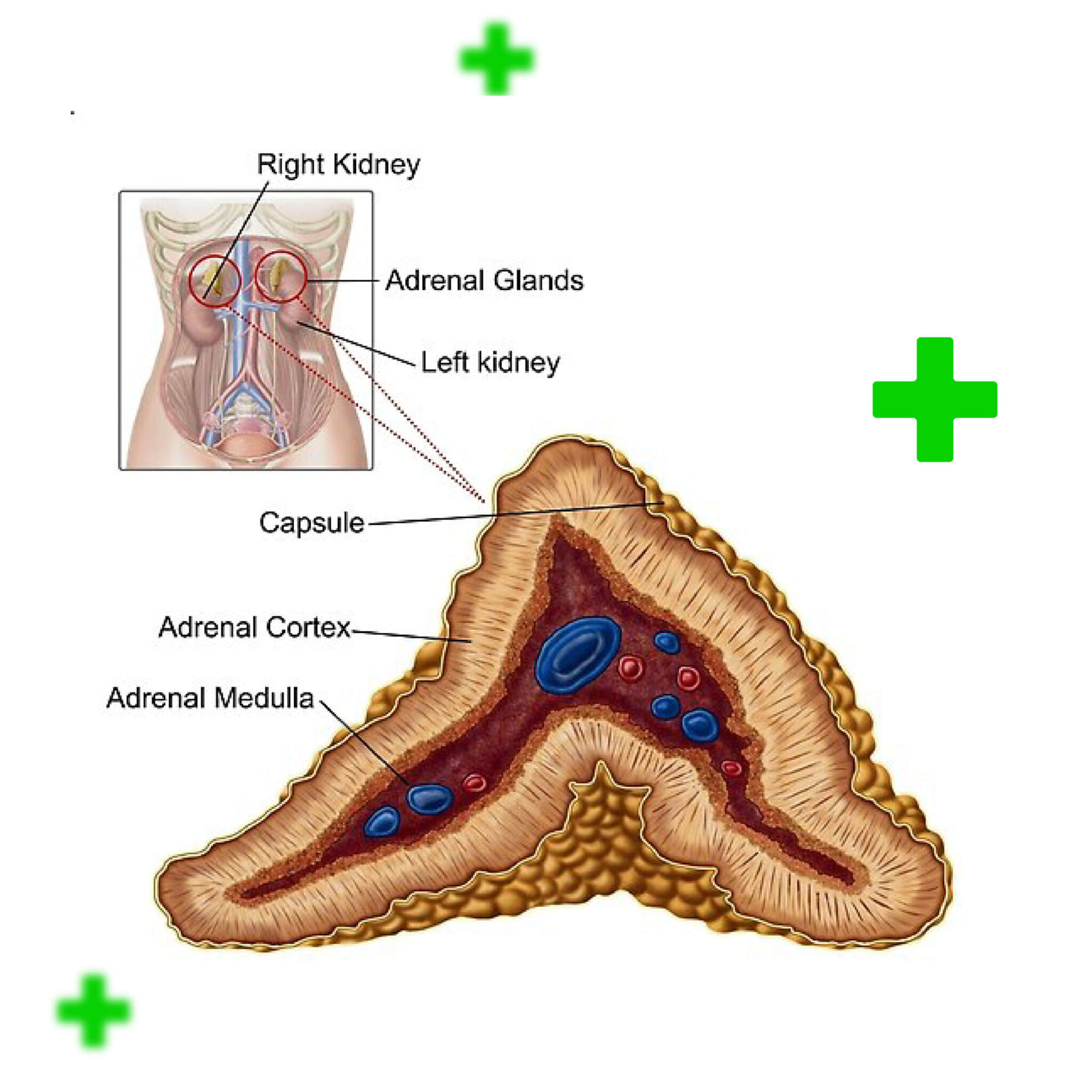 Adrenal Glands - Zyropathy
